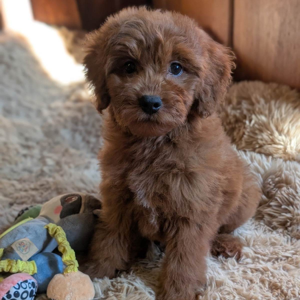 A fluffy reddish-brown puppy sitting on a beige shag rug next to a small plush toy, with a wooden door in the background.
