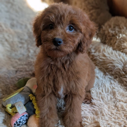 A fluffy brown puppy sitting on a beige shag rug next to a small plush toy.