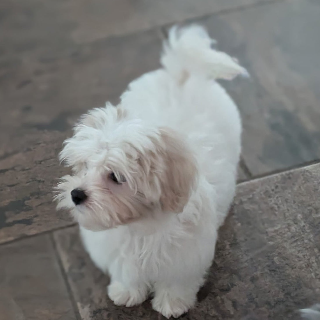 A small fluffy white puppy standing on dark stone tile flooring, looking to the side. Part of a second dog is visible in the lower right corner.
