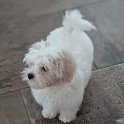 A small fluffy white puppy standing on dark stone tile flooring, looking to the side. Part of a second dog is visible in the lower right corner.