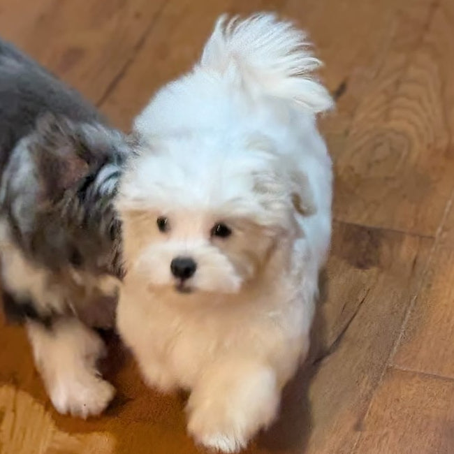 Two small dogs, one fluffy white puppy and one gray-and-white puppy, playing on a wooden floor in a room with toys visible in the background.
