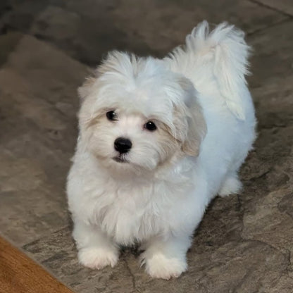 Malshies available - One White Male still available!