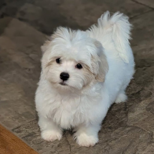 Malshies available - One White Male still available!
