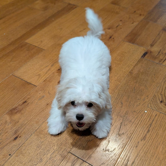 A small white fluffy dog standing on a polished hardwood floor in a room with a brick wall and toys in the background.