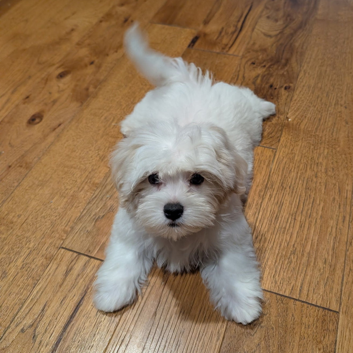 A small fluffy white puppy sitting on a polished hardwood floor, looking directly at the camera.