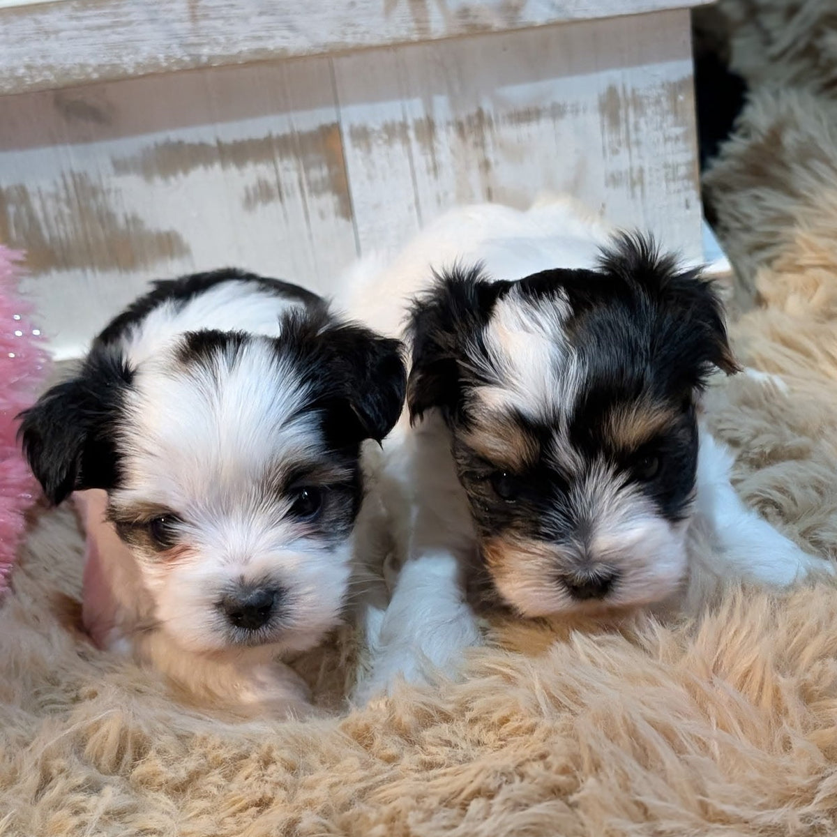 Two black and white puppy dogs resting on a fluffy beige faux fur blanket in front of a rustic white wooden planter box.