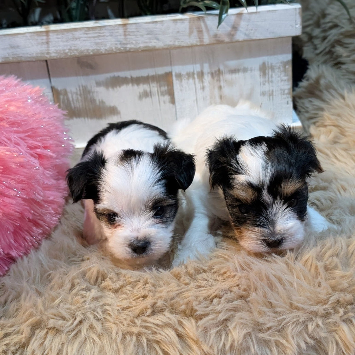 Two black and white puppy dogs sleeping on a fluffy beige faux fur rug next to a pink plush toy, with a white wooden box and green plants in the background.