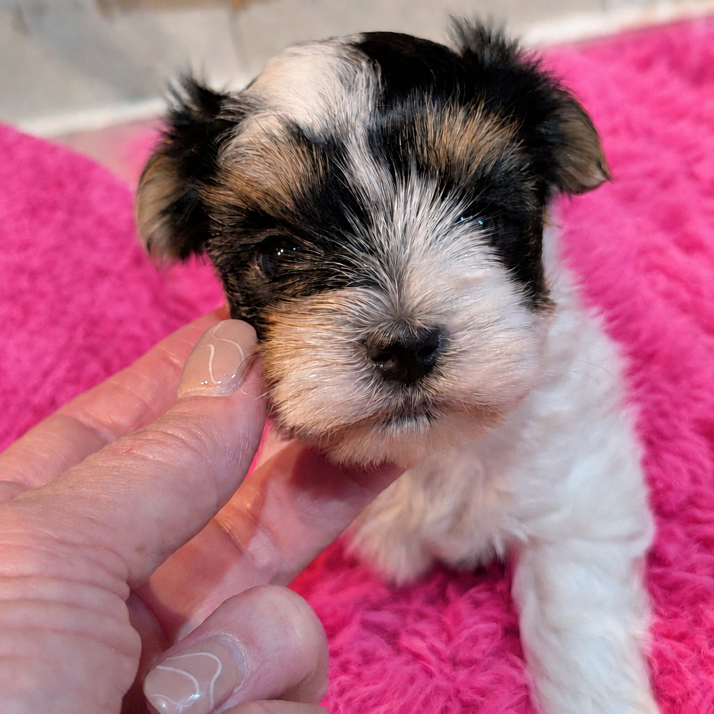 A close-up of a small black, white, and tan puppy being gently held by a person's hand, with a fluffy cream rug and a light-colored wall in the background.