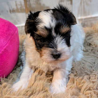 A small black, white, and tan puppy sitting on a fluffy beige rug indoors.