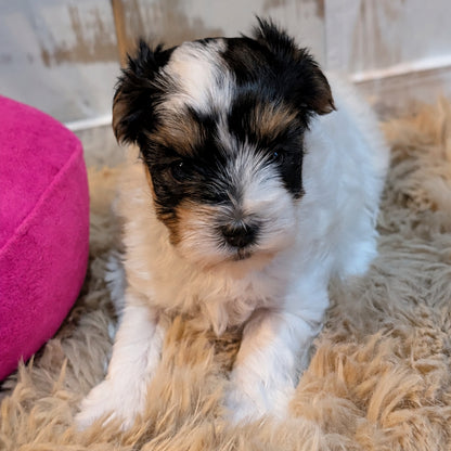 A small fluffy puppy with black, white, and tan fur sitting on a beige shag rug indoors.