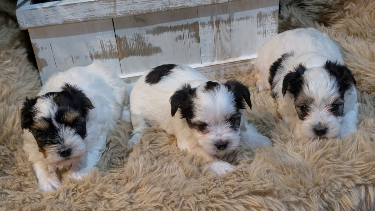 Three black and white puppy dogs lying on a fluffy beige rug in front of a white wooden planter box.