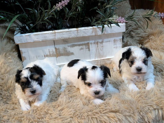 Three black and white puppy dogs lying on a beige shag rug in front of a white wooden planter box with green leaves and pink flowers.
