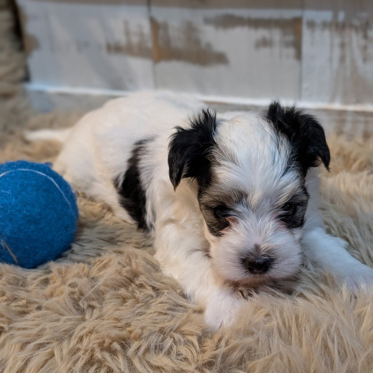 A small black and white puppy lying on a beige shag rug next to a blue ball toy, with a rustic white wooden wall in the background.