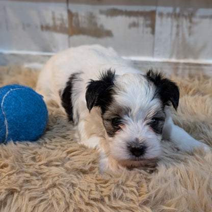 A small black and white puppy lying on a fluffy beige rug next to a blue ball, with a rustic wooden background.