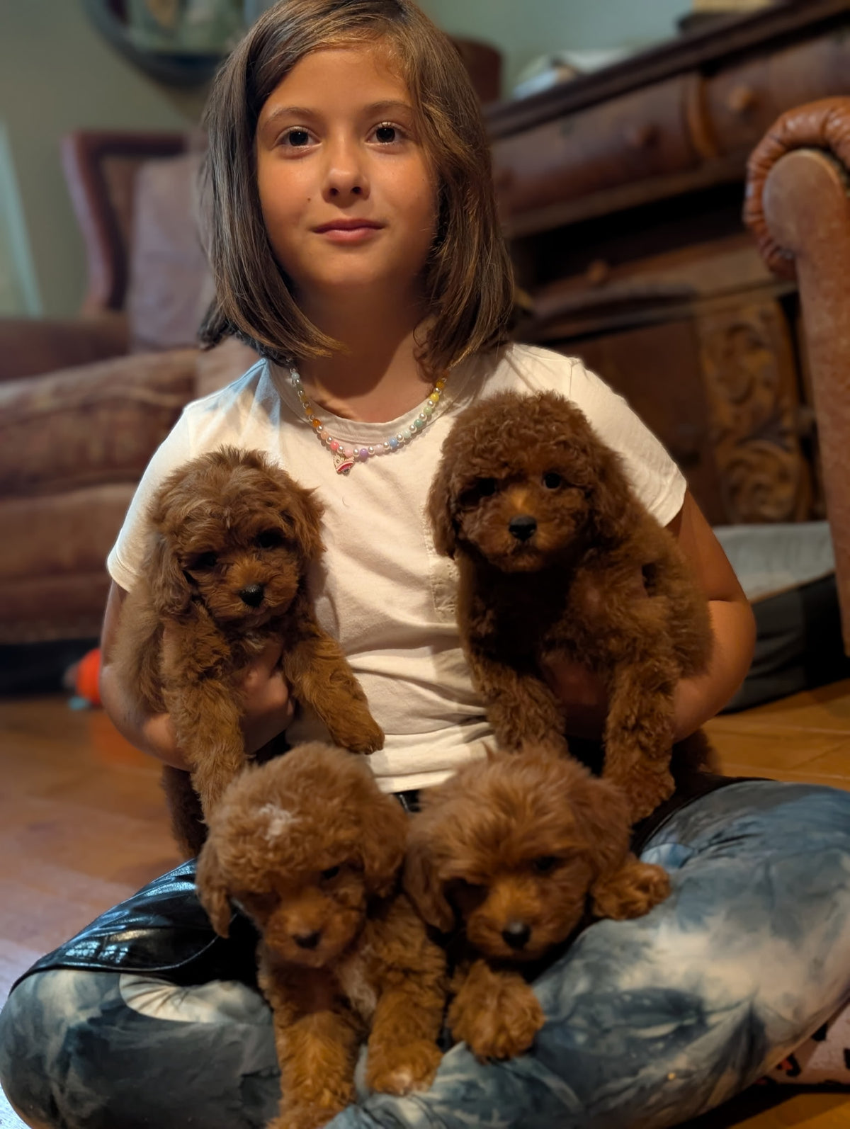 A young girl sitting on the floor in a living room holds four small brown poodle puppies. She is wearing a white t-shirt and blue jeans, with a wooden cabinet and sofa visible in the background.
