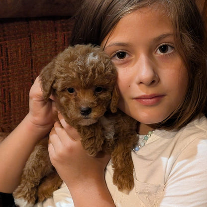 A young girl with brown hair holds a small curly-haired brown puppy close to her chest, wearing a white t-shirt and sitting in front of a brown textured background.