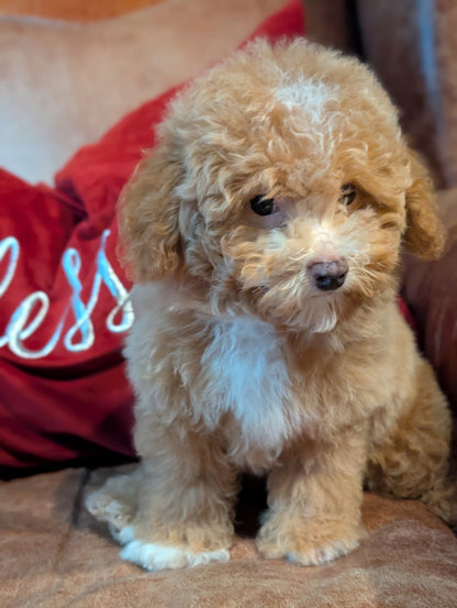 A fluffy golden-brown and white puppy sitting on a brown couch next to a red pillow with white script.