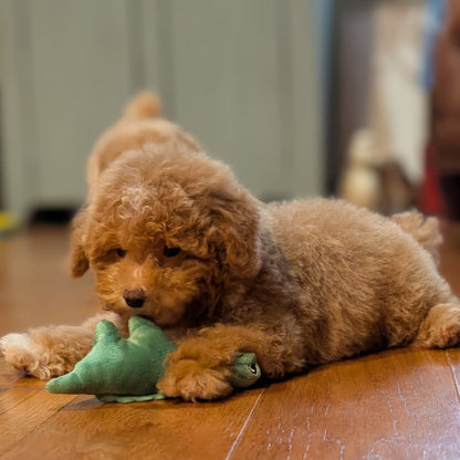 A small curly-haired brown puppy lying on a wooden floor and chewing on a green plush toy, with a softly blurred indoor background.