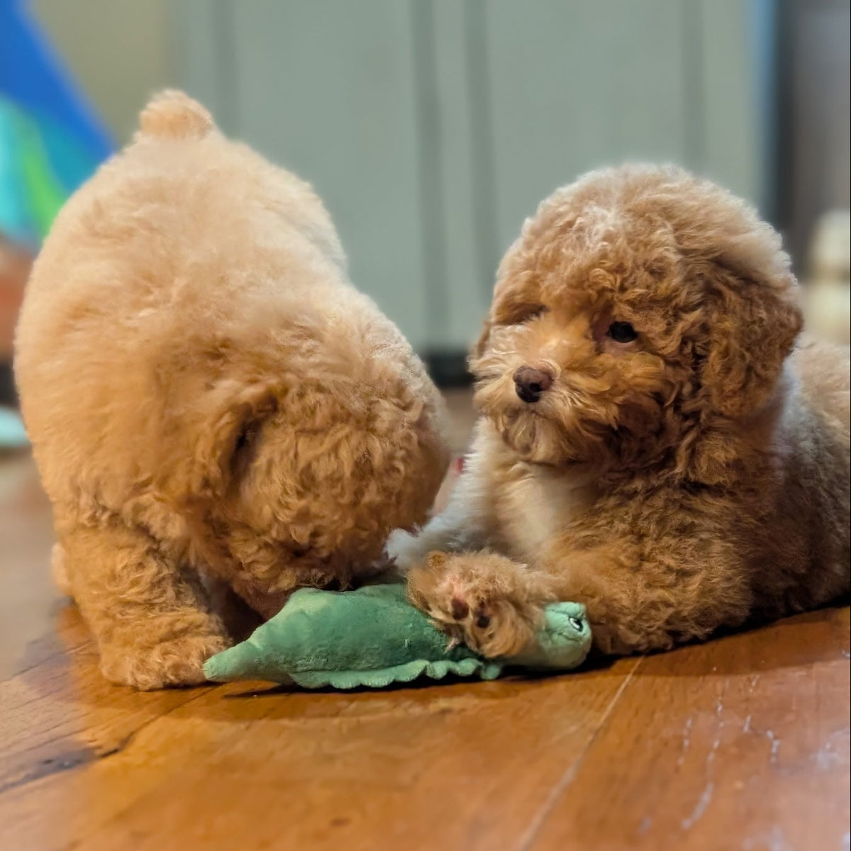 Two fluffy light brown poodle puppies playing with a small green plush toy on a polished wooden floor.