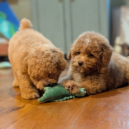 Two curly-haired light brown puppies playing with a green plush toy on a polished wooden floor.