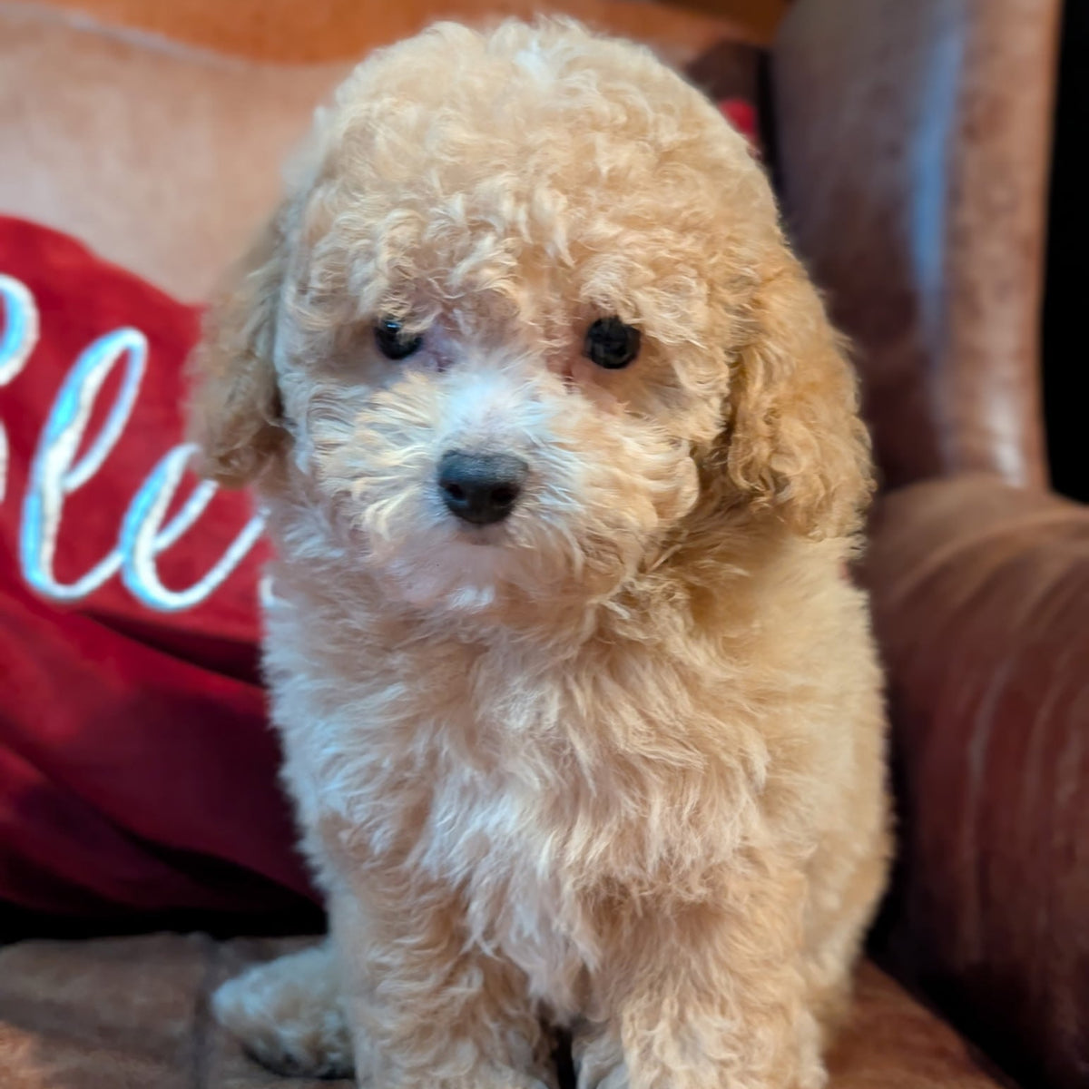 A small fluffy cream-colored puppy sitting on a brown leather couch next to a red decorative pillow.
