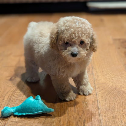 A small fluffy cream-colored puppy stands on a wooden floor next to a turquoise plush toy.