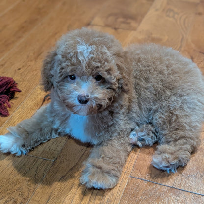 A fluffy light brown and white puppy lying on a wooden floor, looking directly at the camera.