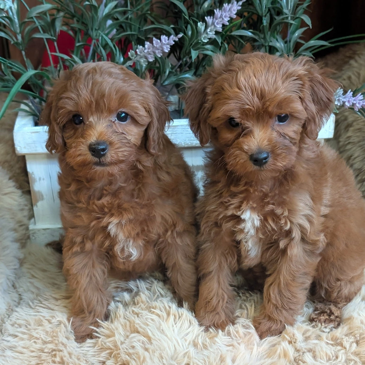 Two fluffy reddish-brown puppy dogs sitting side by side on a cream shag rug in front of a white planter box with green plants and small purple flowers.