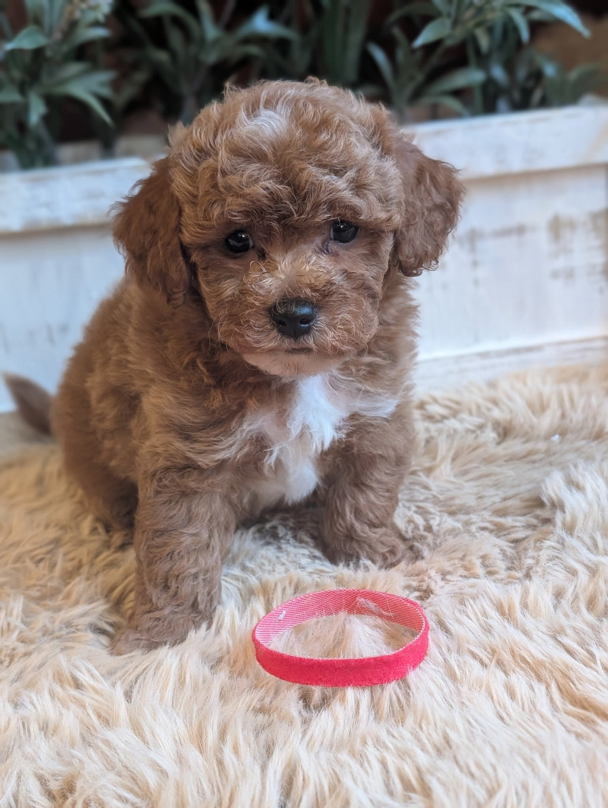 Ultra-mini Goldendoodles