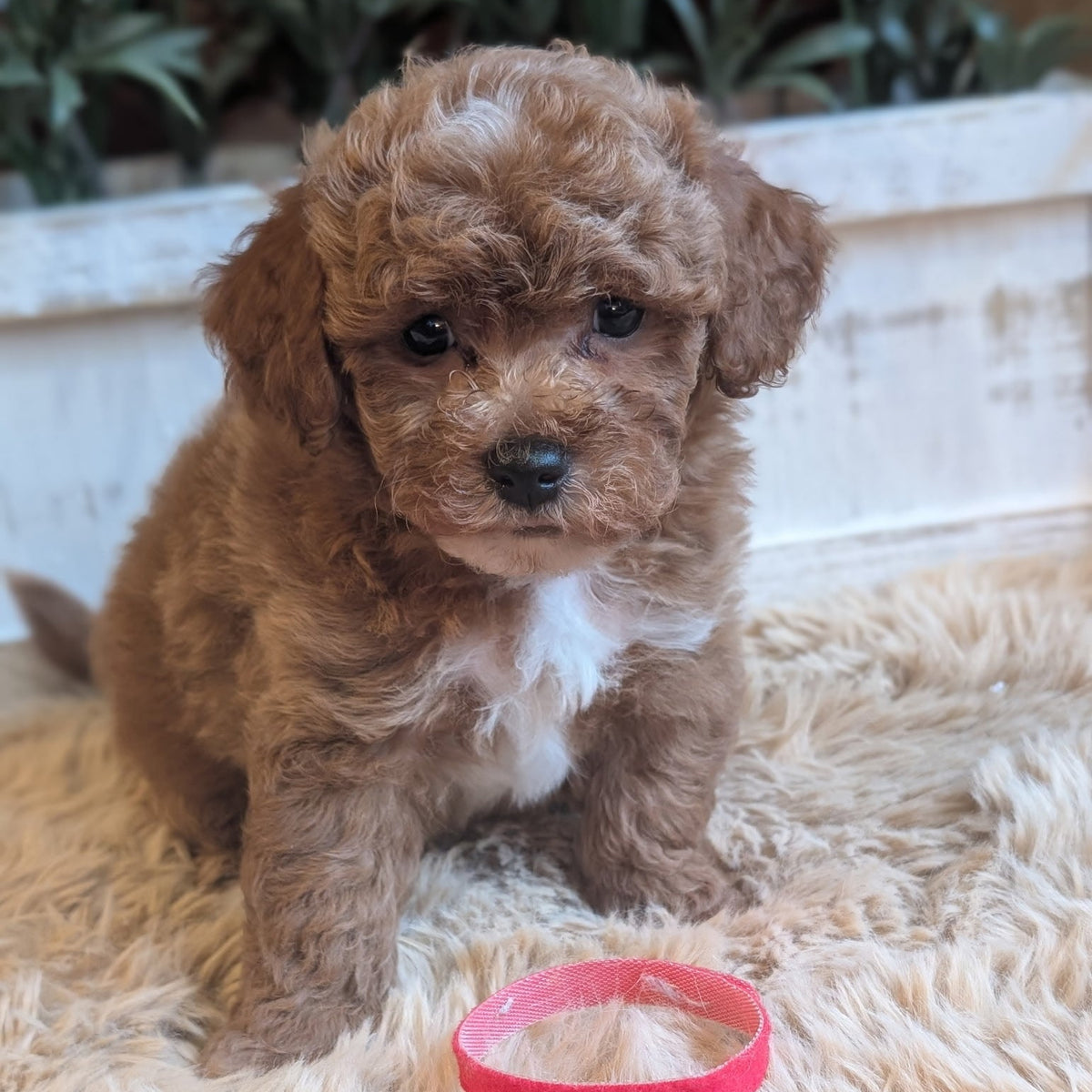 A fluffy brown and white puppy sitting on a beige faux fur rug with a small pink ring toy in front of it.