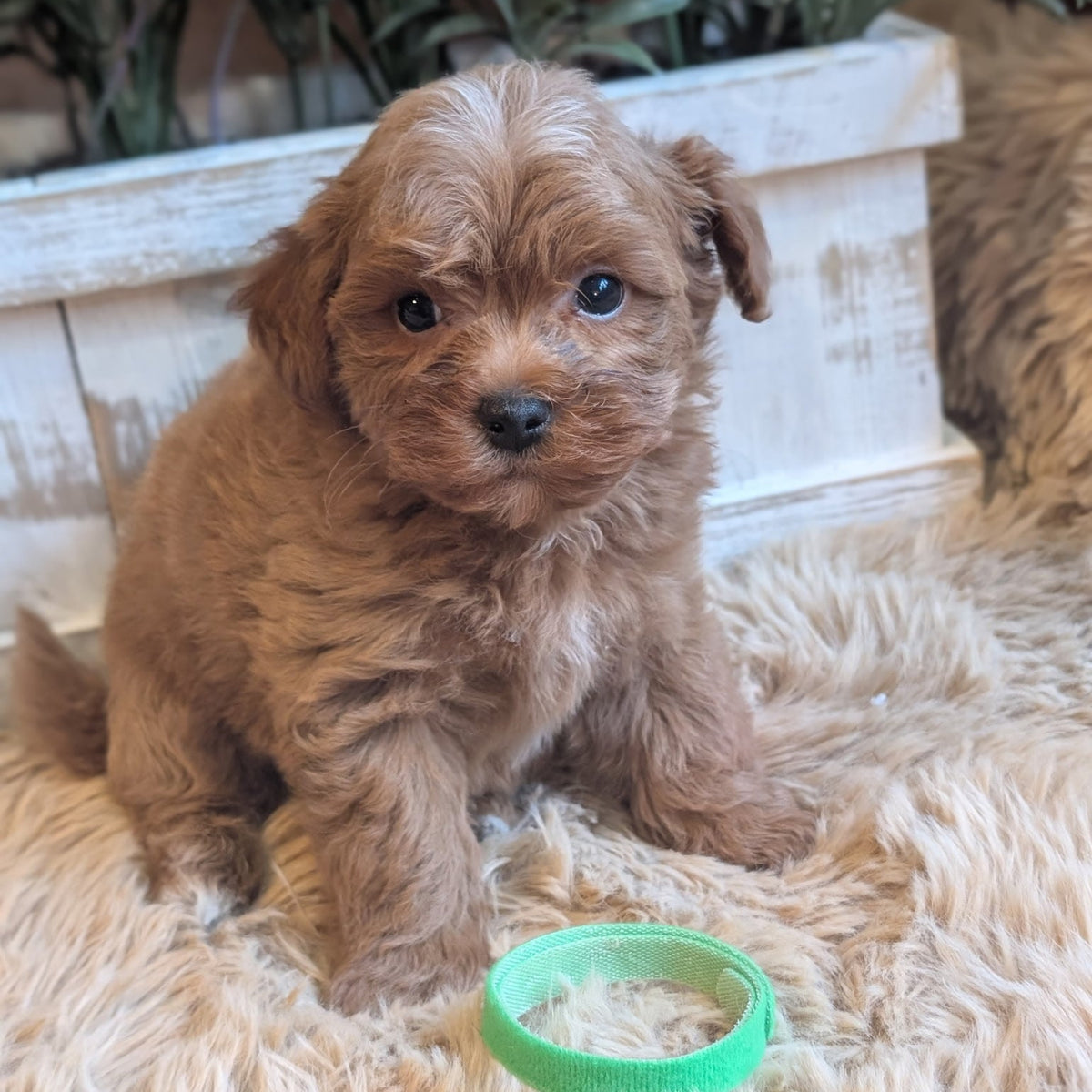 A fluffy light brown puppy sitting on a beige shag rug in front of a white wooden planter with green plants. A bright green ring toy is in front of the puppy.