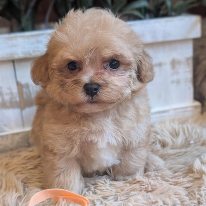 A fluffy light cream puppy sitting on a shag rug with an orange rubber band in front of it, with a white planter and green plants in the background.