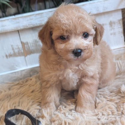 A fluffy golden puppy sitting on a beige shag rug in front of a white wooden planter with green leaves and pink flowers.