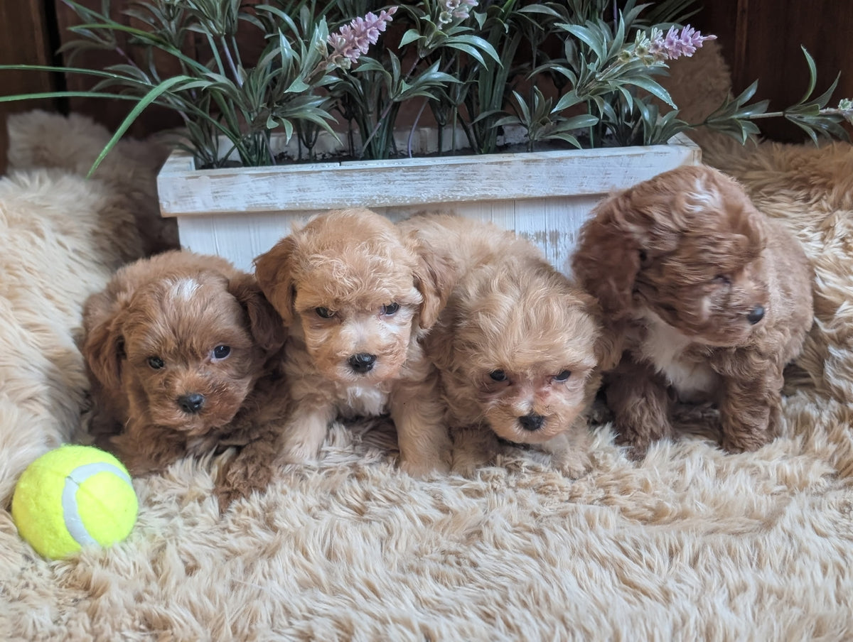 Four fluffy golden-brown puppy dogs sitting together on a beige shag rug, with a yellow tennis ball at their left and a white planter with green plants behind them.