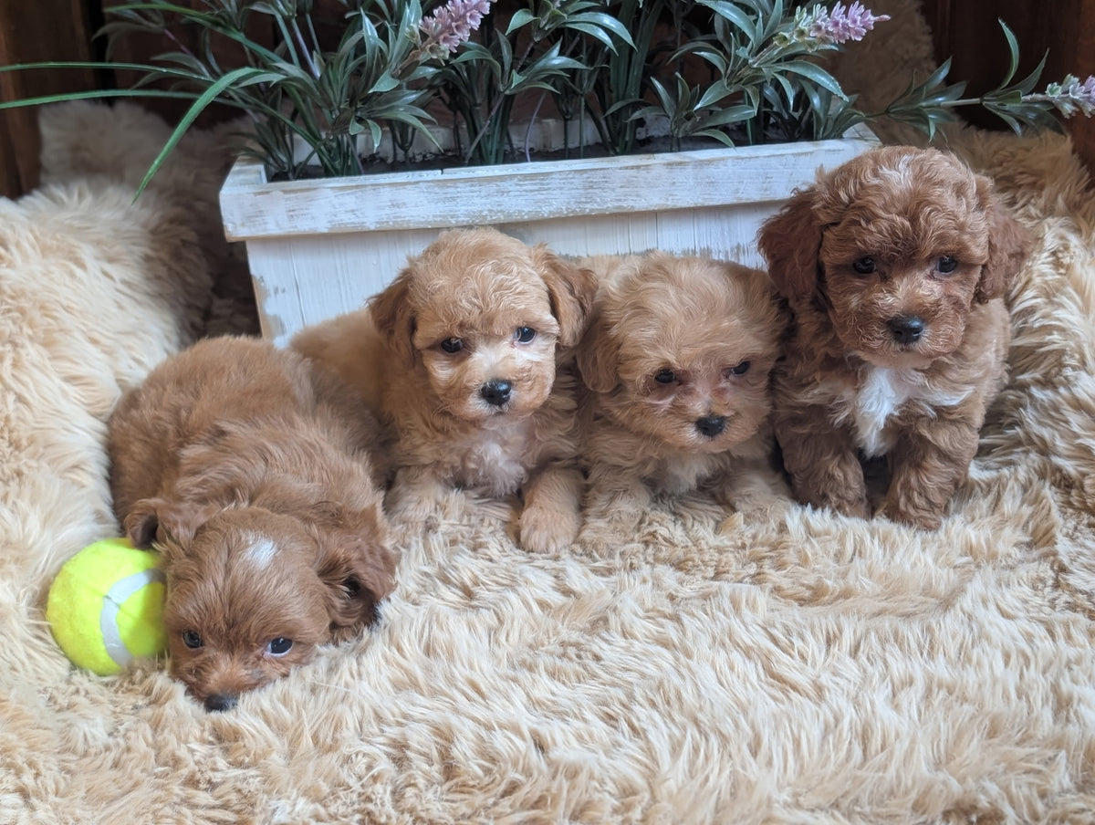 Four fluffy brown puppy dogs sitting and lying on a beige shag rug, with a yellow tennis ball and a white planter in the background.