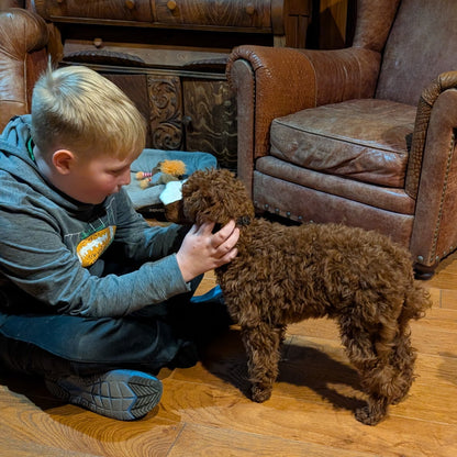 Child petting a small brown dog on a wooden floor 