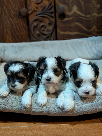 Playful Male Biewer Morkies