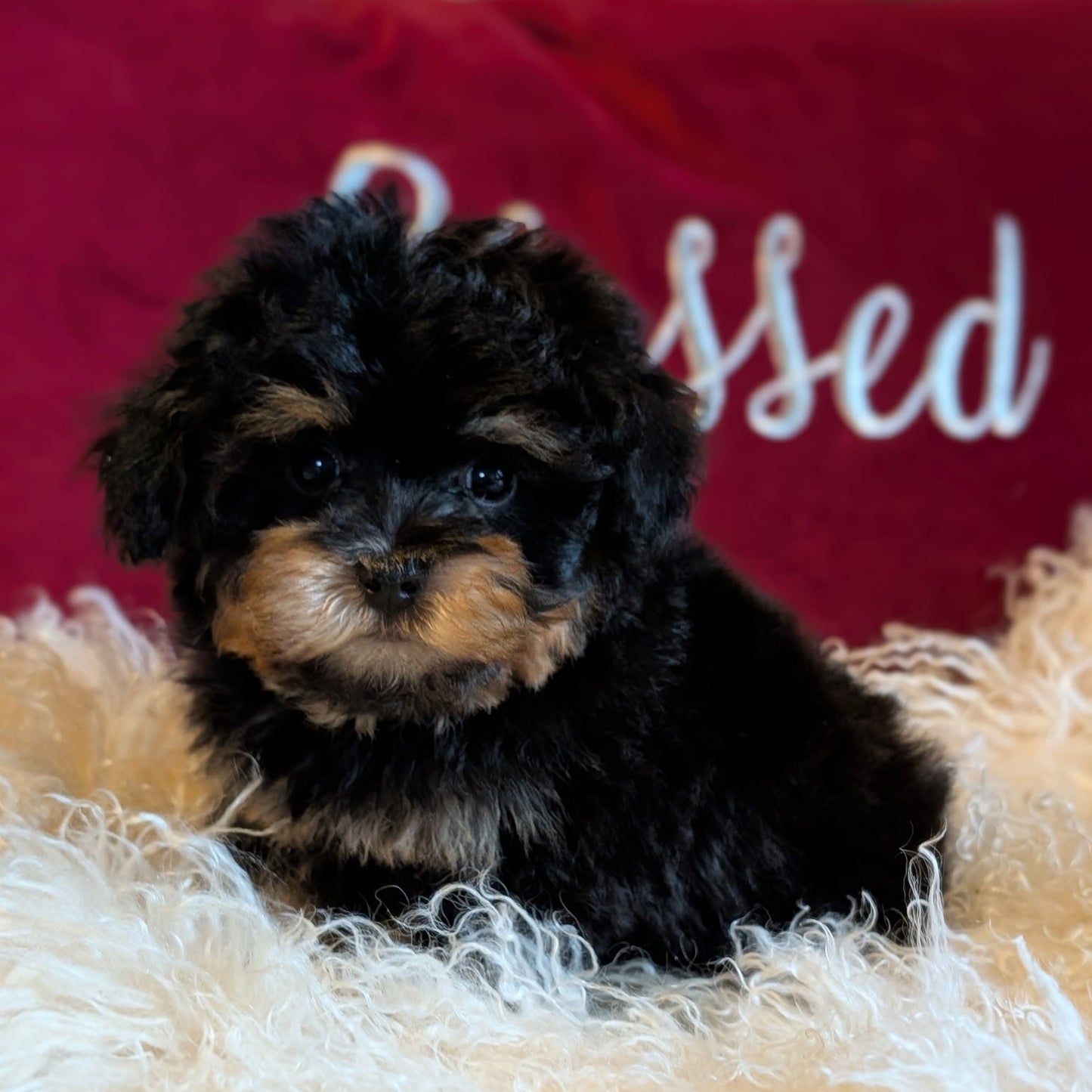 Puppy sitting on a fluffy surface with a red blanket in the background