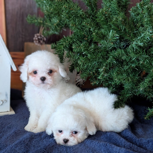 Just like the Grinch - you're heart will grow 3 sizes for these pups