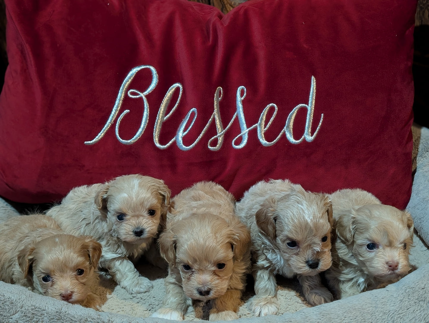 Six puppies sitting on a red blanket with 'Blessed' embroidery
