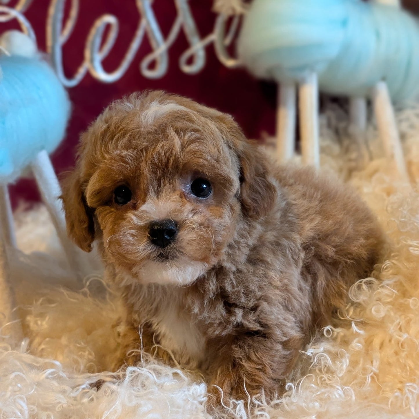 Small brown puppy sitting on a fluffy surface with decorative elements in the background.