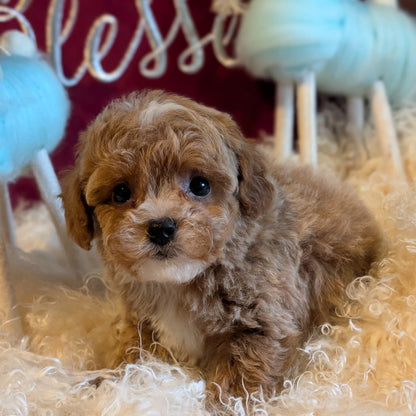 Small brown puppy sitting on a fluffy surface with decorative elements in the background.