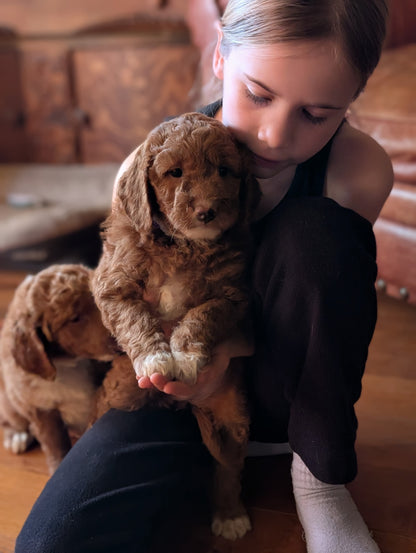 Lower price! Mini Goldendoodles