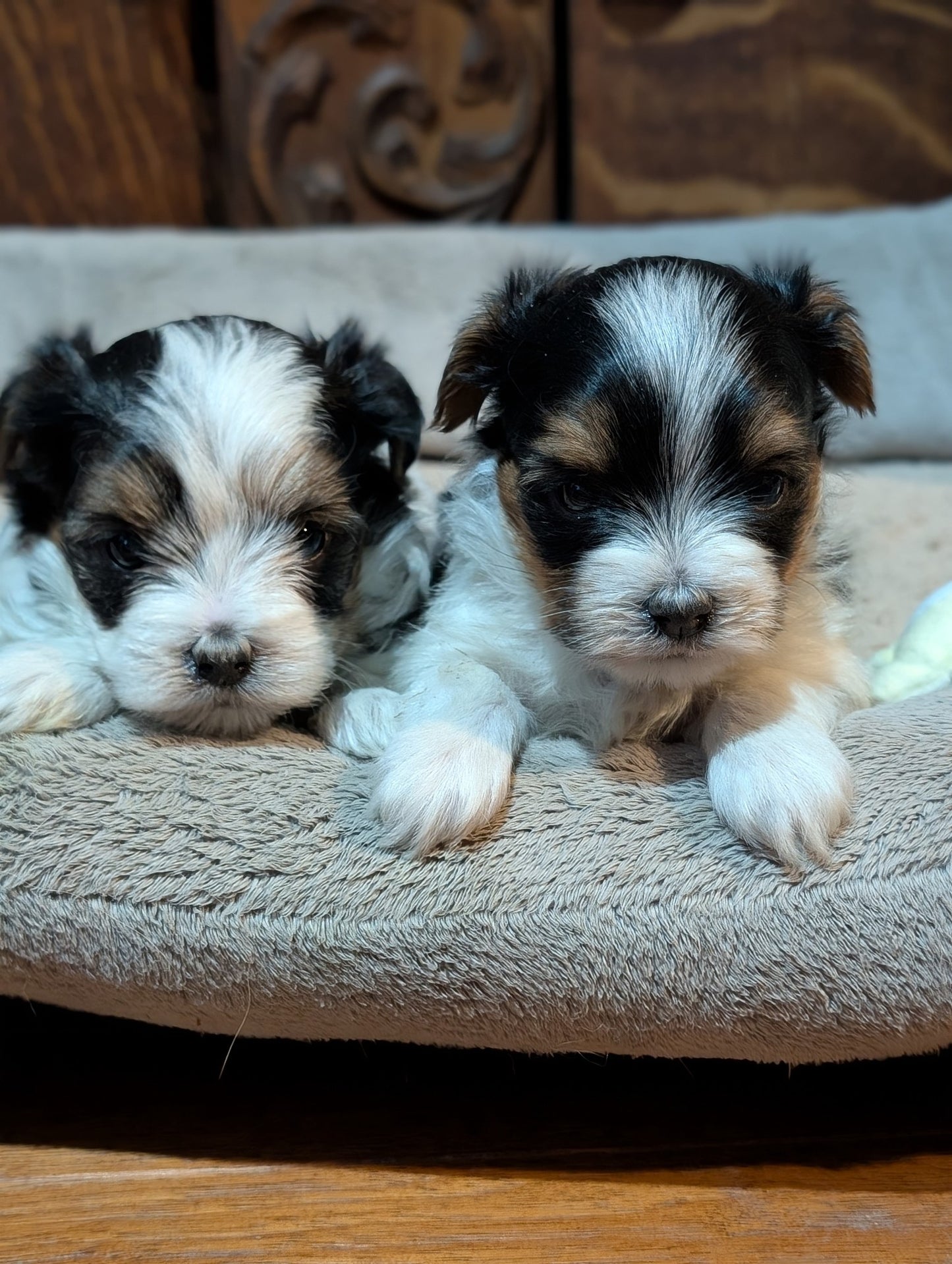 Sweet & Loving Female Biewer Morkies