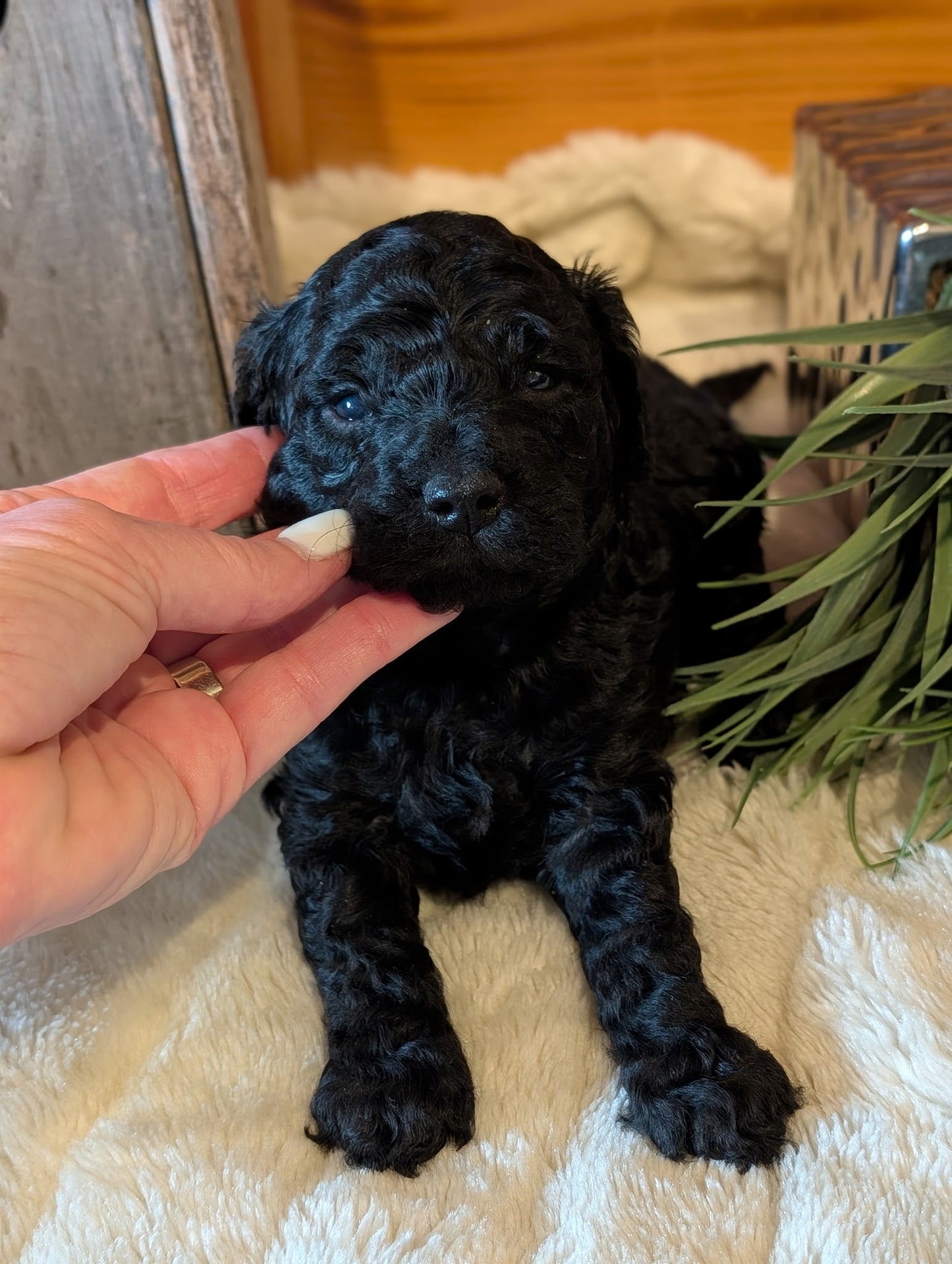 Ultra-mini, Male Black Goldendoodle