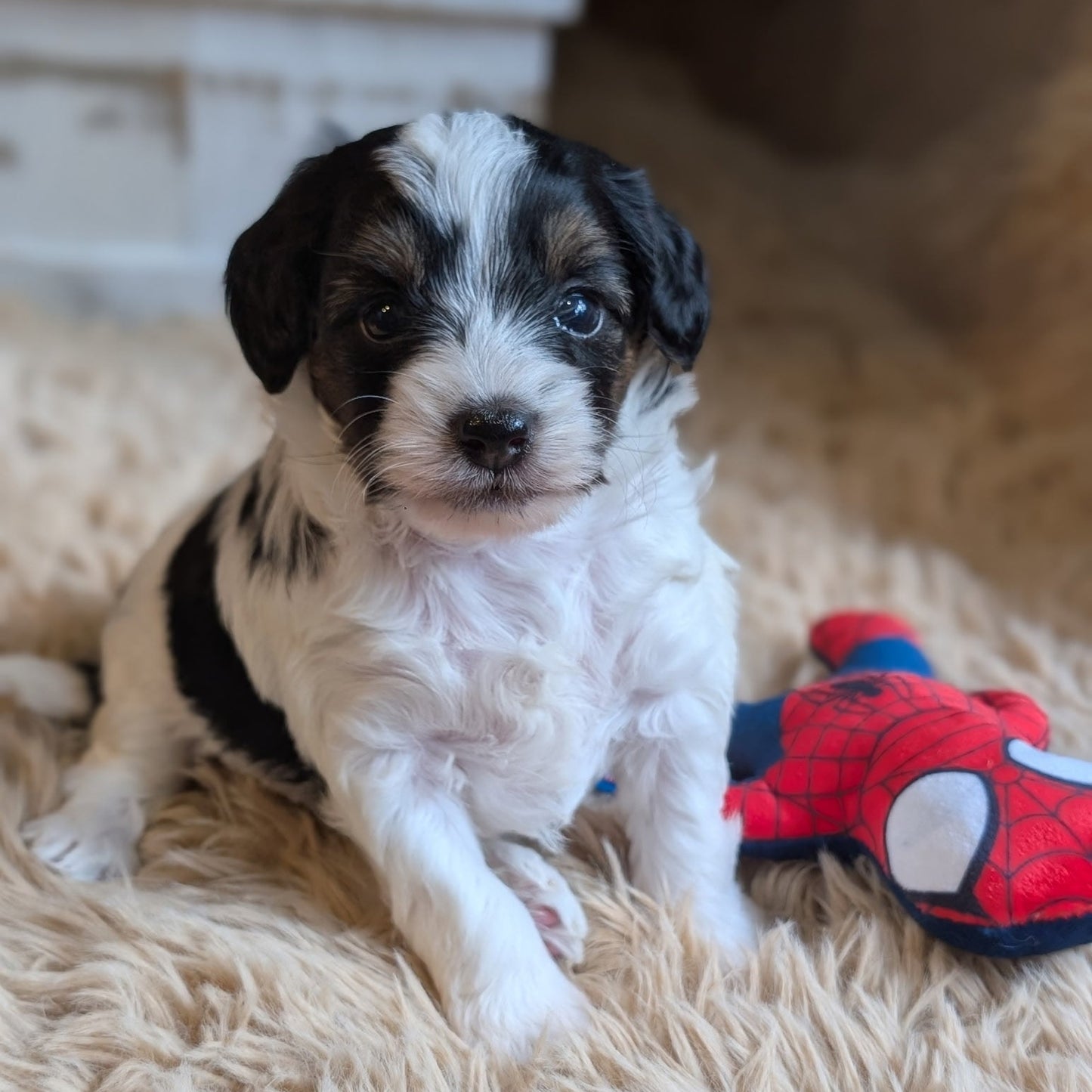 A fluffy black and white puppy sitting on a beige shag rug next to a red Spider-Man plush toy.