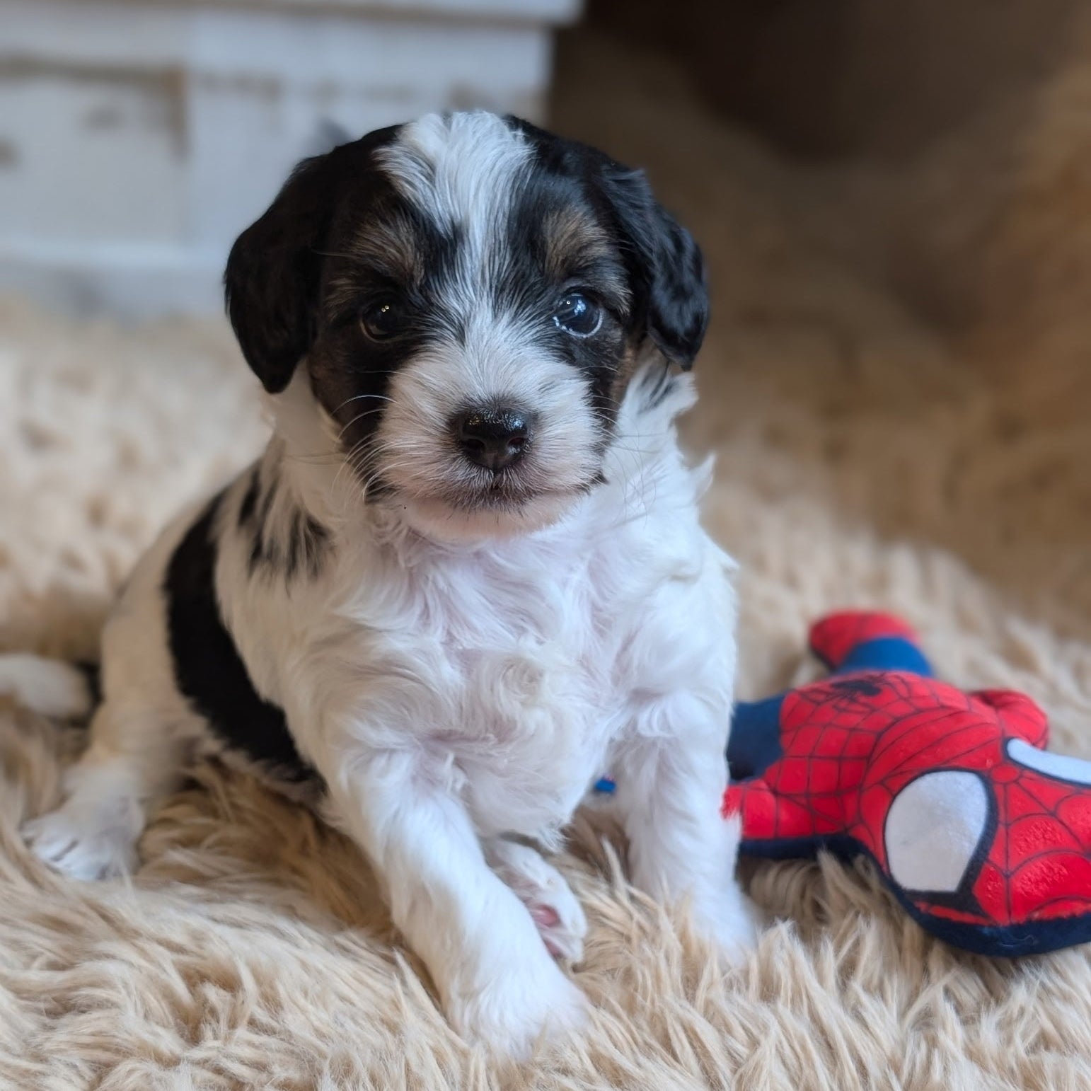 A fluffy black and white puppy sitting on a beige shag rug next to a red Spider-Man plush toy.