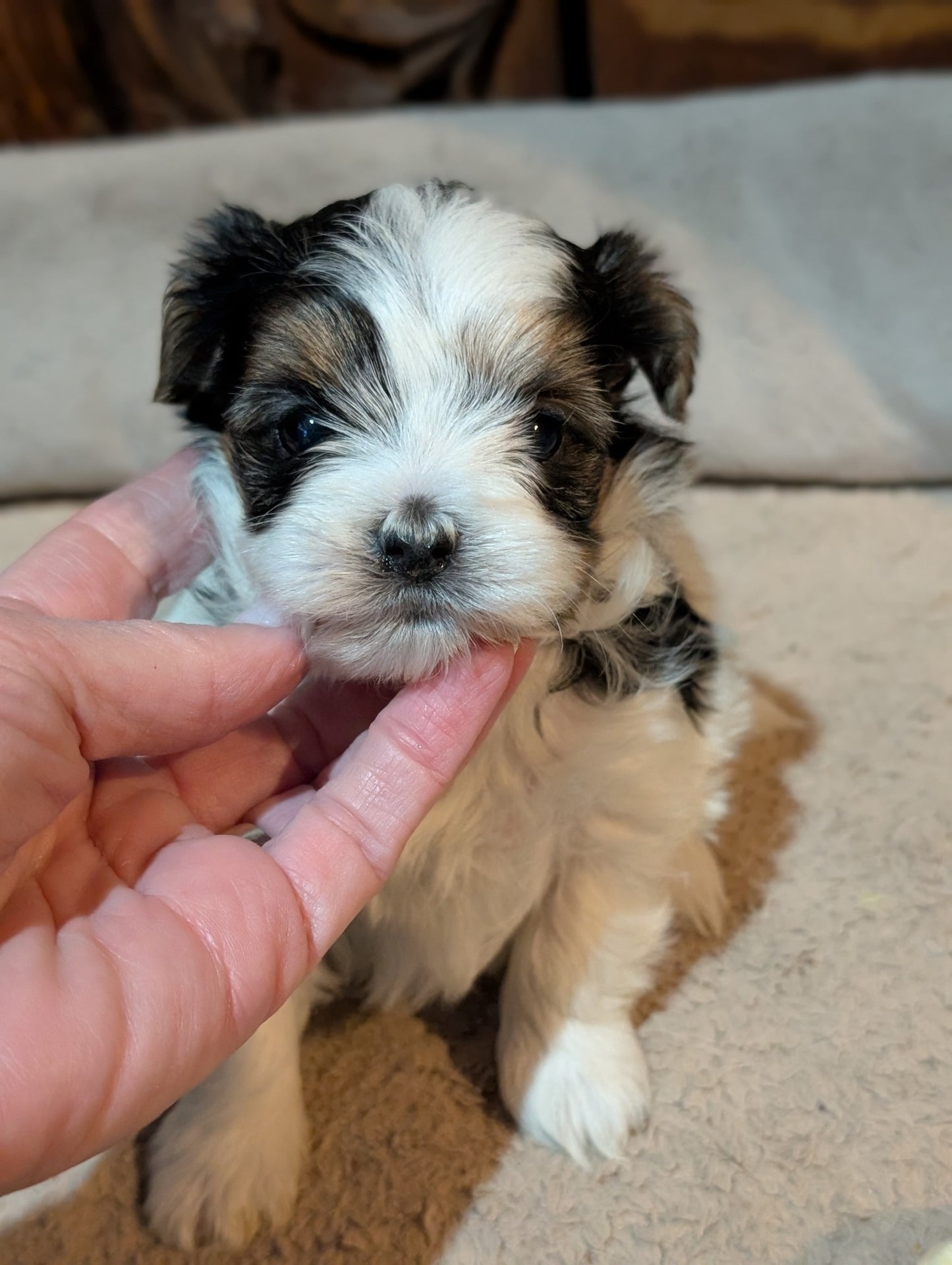 Sweet & Loving Female Biewer Morkies