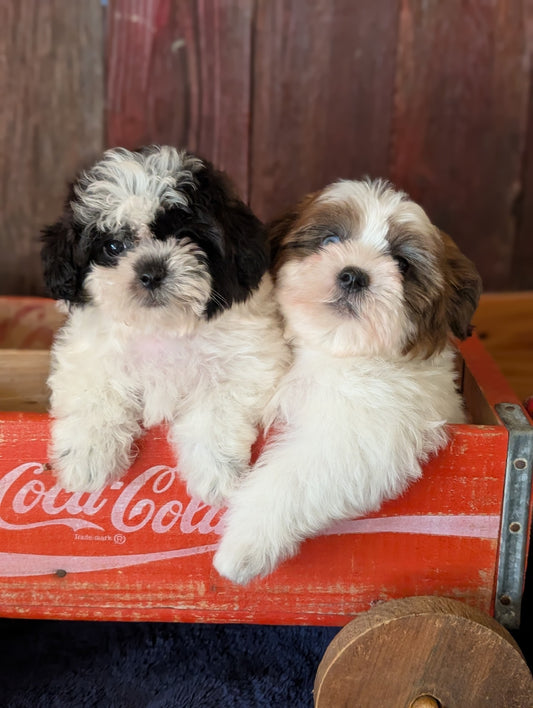 Beautiful Shihpoo Sisters