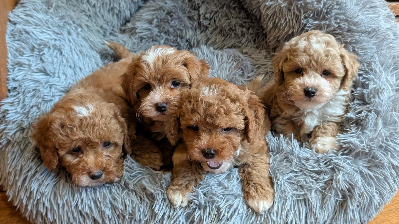 Four puppies in a fluffy gray pet bed on a wooden floor.